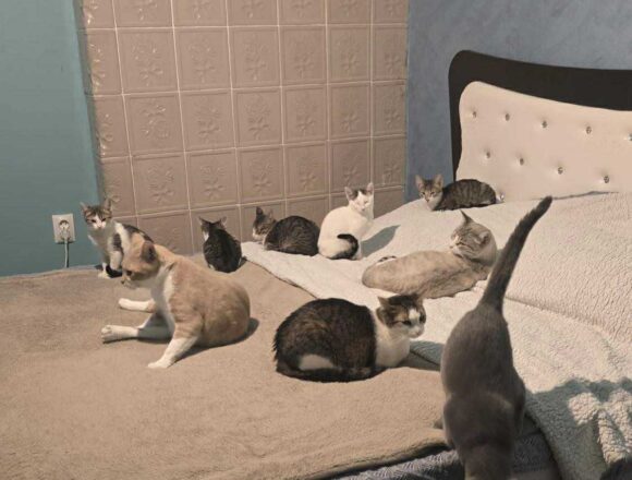 the-great-catsby-567755793_1159296616306431_4050037579006608675_n TC (FIV+)