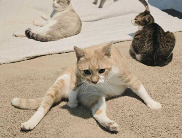 the-great-catsby-579053208_24990479090561646_8792049125498315826_n TC (FIV+)