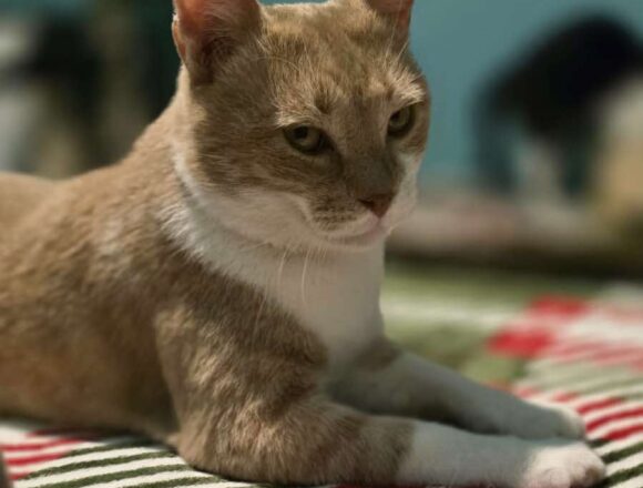 the-great-catsby-609389441_1981833839405662_7568140691996137303_n TC (FIV+)