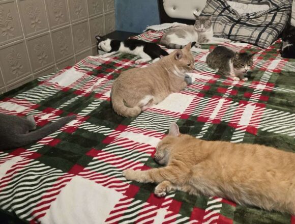 the-great-catsby-612943129_898973376163175_3072255432685508336_n TC (FIV+)