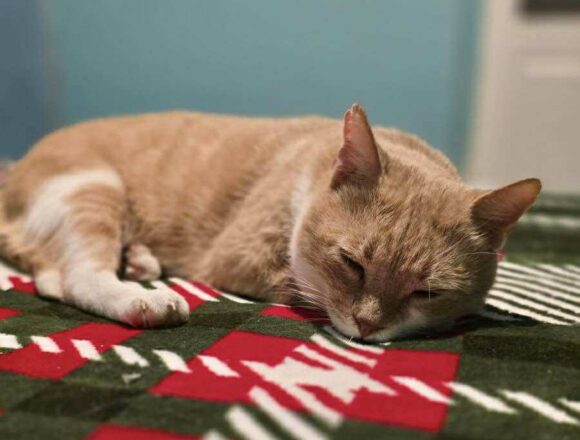 the-great-catsby-621667262_1476917490517680_7606981147398807888_n TC (FIV+)