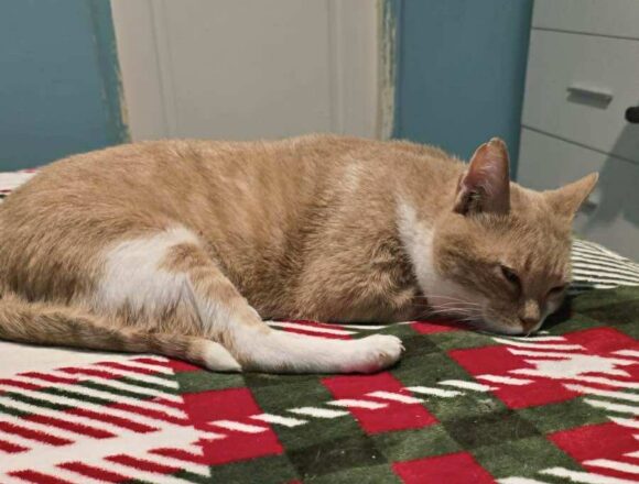 the-great-catsby-621738716_1232174561593611_6780530941923452462_n TC (FIV+)