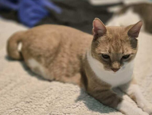 the-great-catsby-621768459_1667036294487056_7313515615511896516_n TC (FIV+)