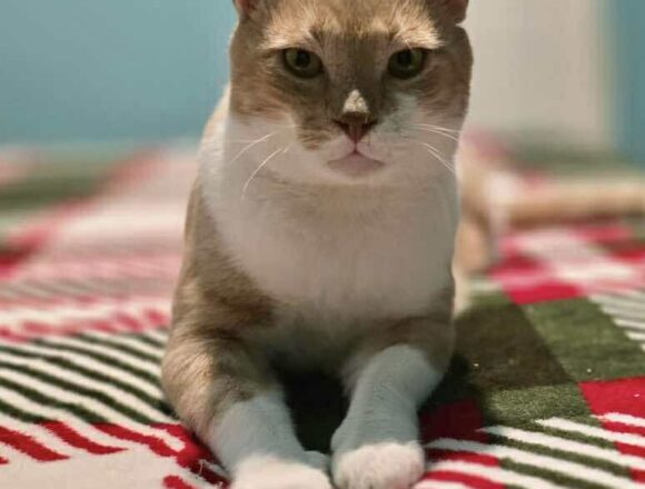 the-great-catsby-622114224_686231844480321_2949063176329073077_n TC (FIV+)