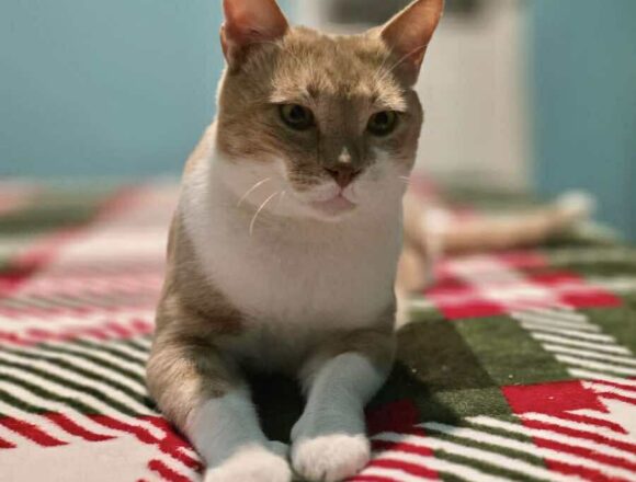 the-great-catsby-622127431_1261016055916199_946503691590886894_n TC (FIV+)