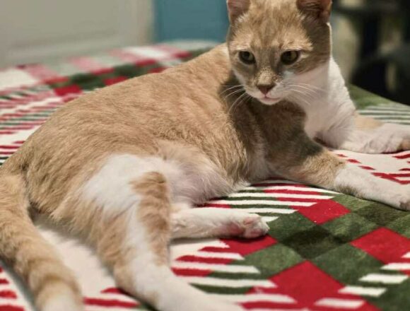 the-great-catsby-622706991_871142182353622_2459803277916664089_n TC (FIV+)