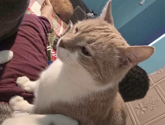 the-great-catsby-622757614_26949406531316714_5809438570797622937_n TC (FIV+)