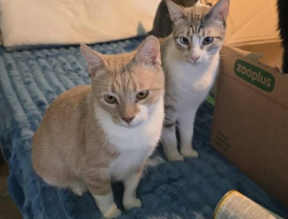 the-great-catsby-680204995_1656317985315553_4371730246742610612_n TC (FIV+)