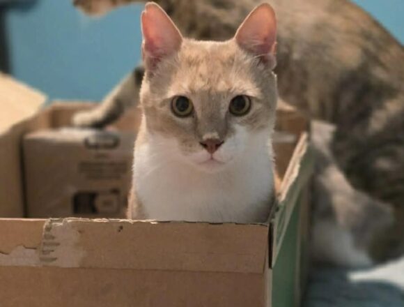 the-great-catsby-682707798_1519002703350209_751026760832781512_n TC (FIV+)