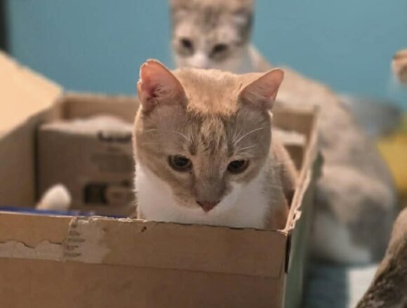 the-great-catsby-685238810_1481352910239218_8466689935710586906_n TC (FIV+)