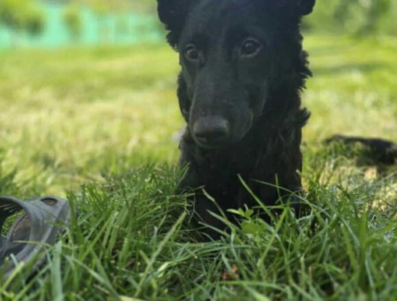Ralphie