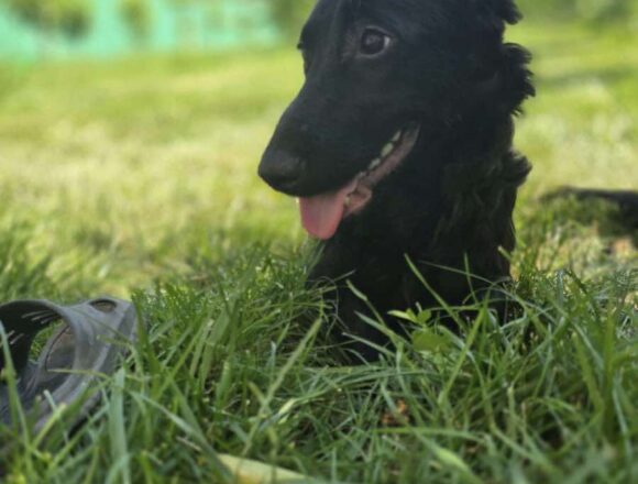 Ralphie