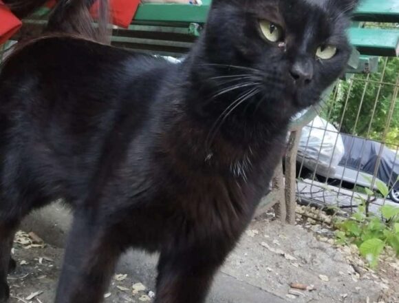 Onyx