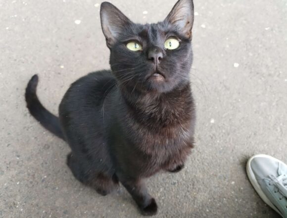 Onyx
