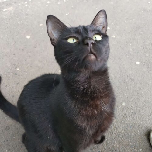 Onyx