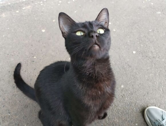Onyx