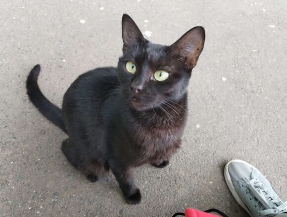Onyx