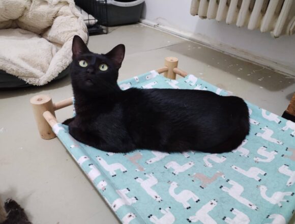 Onyx