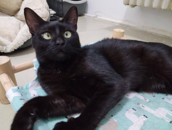 Onyx