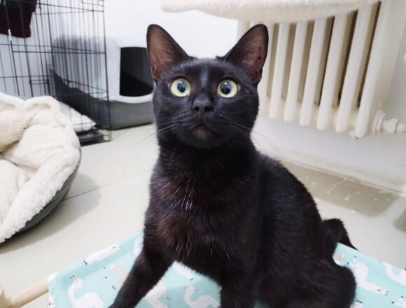 Onyx