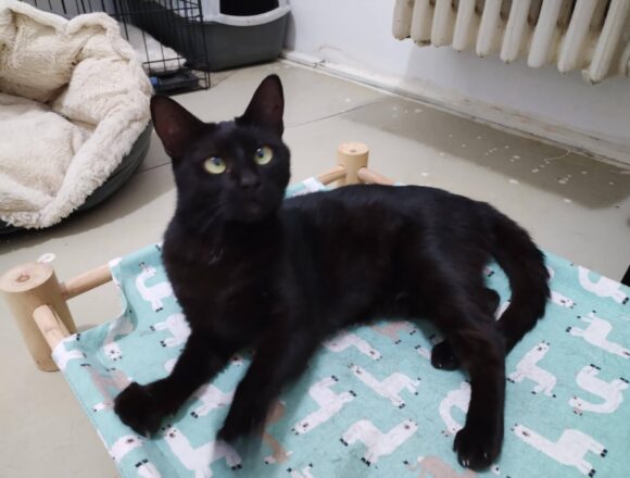 Onyx