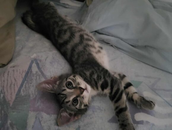 Harley