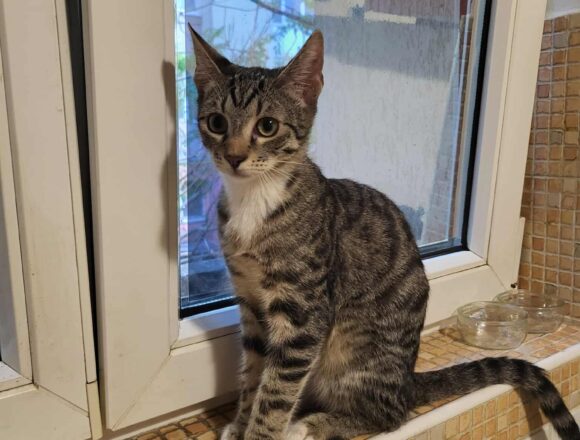 the-great-catsby-575211256_837686755888209_1839439519091094120_n Harley