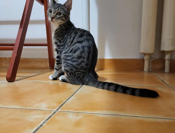 the-great-catsby-575454816_1896510617600749_3901543467645479632_n Harley