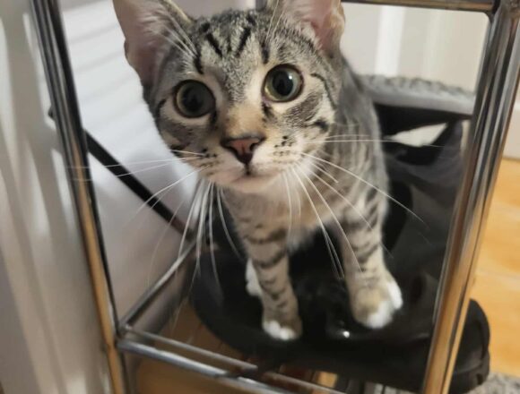 the-great-catsby-579187648_1232396492060487_3702160258957984791_n Harley