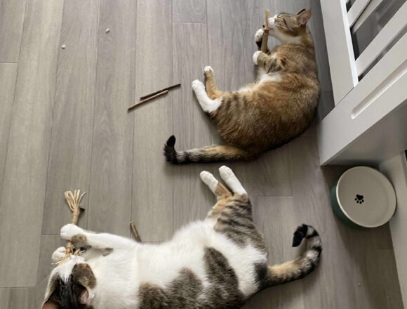 Tiggy & Genie