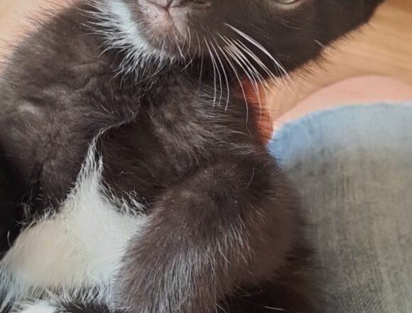 Chico