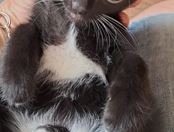 Ozzie