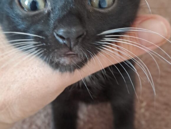 Ozzie