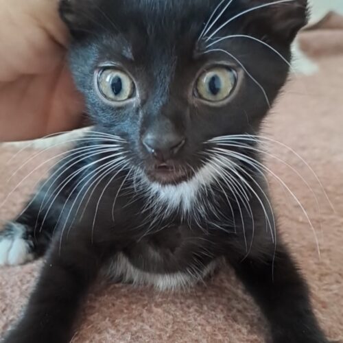 Ozzie
