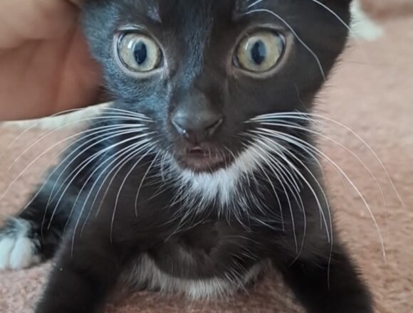 Ozzie