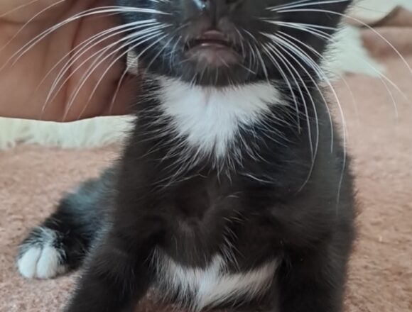 Ozzie