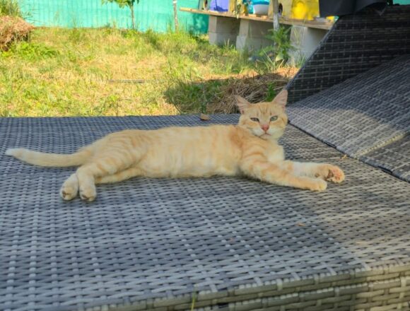 Ginja