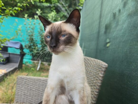 Luca