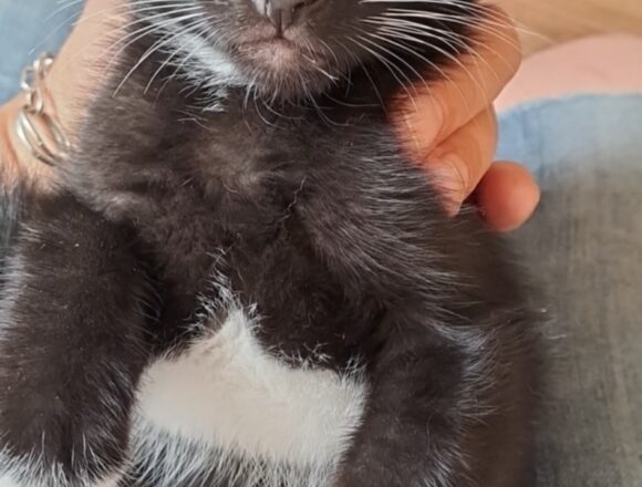 Chico
