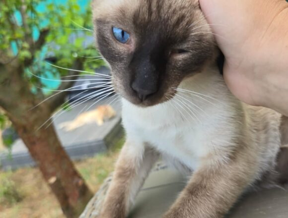 Luca