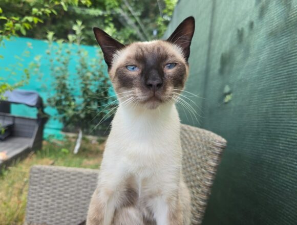 Luca