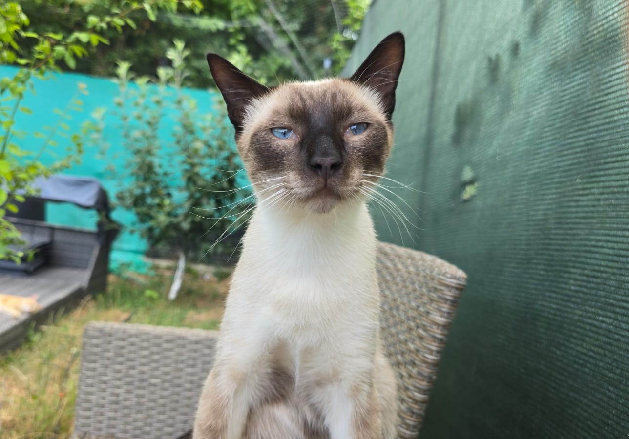 Luca