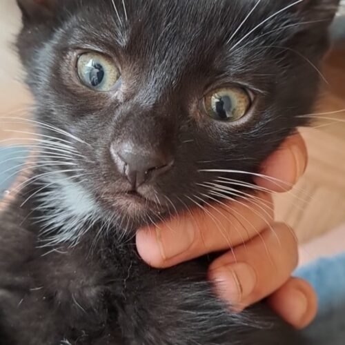 Chico