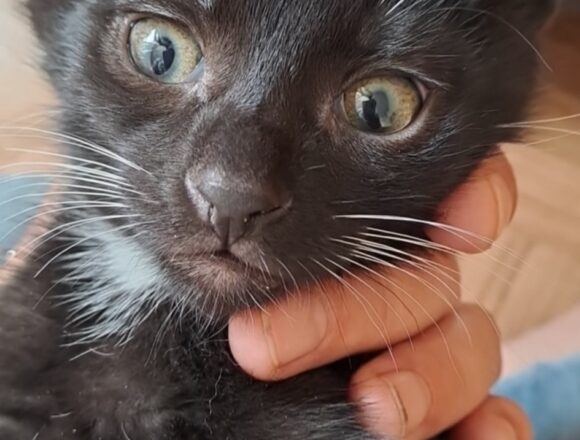 Chico
