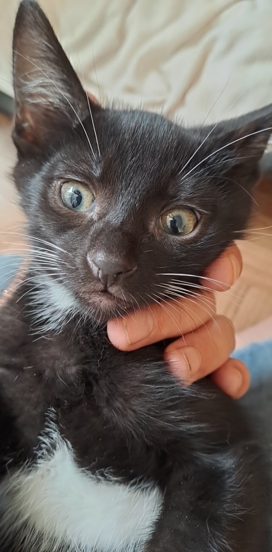 Chico