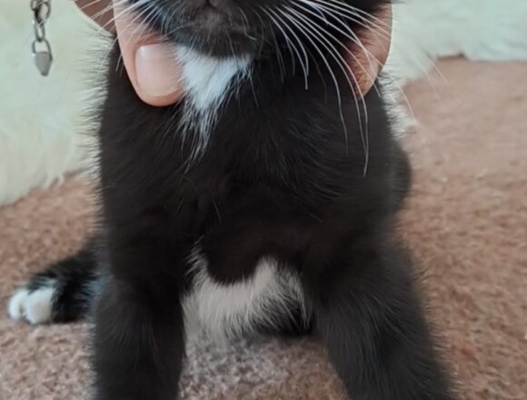 Chico