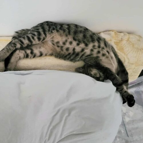 Horatio
