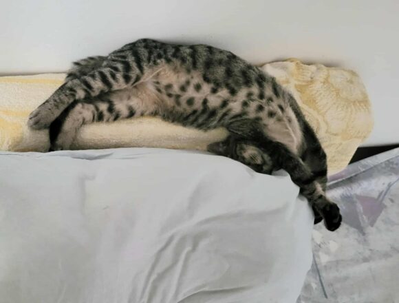 Horatio