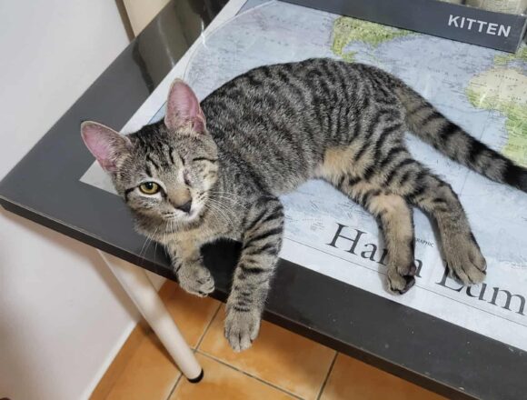 Horatio