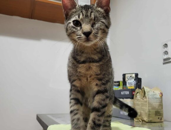 Horatio